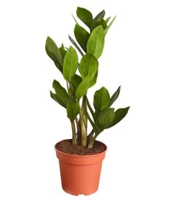 Glücksfeder - Zamioculcas Zamiifolia