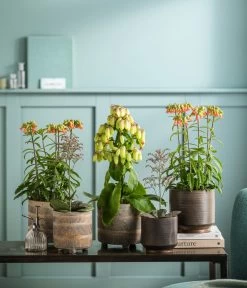 Kalanchoe - Kalanchoe Humilis 'Desert Surprise' -Freien Garten Geschäft 8292807 WE MO 001 KalanchoeMagicBellsT14 TOK Kalanchoe GC11 2022