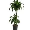 Drachenbaum - Dracaena Dorado, Hydrokultur -Freien Garten Geschäft 8416687 WE FS 001 DracaenaDorado 2er 15 19