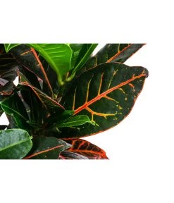 Wunderstrauch - Codiaeum Variegatum 'Petra', In Seegras-Korb -Freien Garten Geschäft 8478711 WE DE 001 CodiaeumPetrainKorb