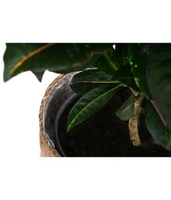 Wunderstrauch - Codiaeum Variegatum 'Petra', In Seegras-Korb -Freien Garten Geschäft 8478711 WE DE 002 CodiaeumPetrainKorb