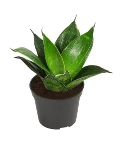 Bogenhanf-Set - Sansevieria Trifasciata Hahnii, 3-teilig -Freien Garten Geschäft 8561631 WE FS 004 SansevieriaTrifasciataHahnii3SetT5 5