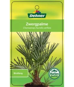 Blaue Zwergpalme 8 Blaue Zwergpalme -Freien Garten Geschäft 8584401 Chamaeropshumiliscerifera 15112016 1