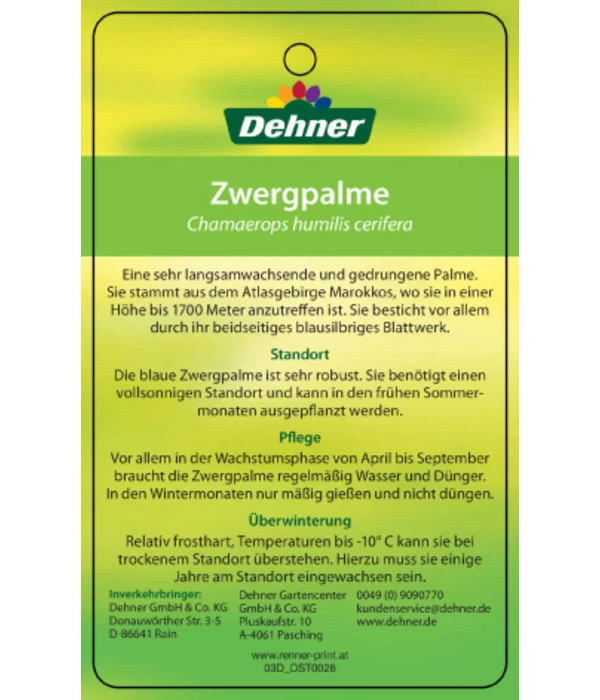 Blaue Zwergpalme 6 Blaue Zwergpalme – Bild 4