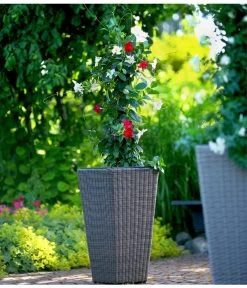 Dipladenien-Duo, Pyramide -Freien Garten Geschäft 8585622 8585655 we MO 001 Kuebelpflanzen herzig 3335