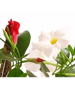 Dipladenien-Duo, Pyramide -Freien Garten Geschäft 8585622 WE DE 001 DipladenieDipladeniaTwinPyramideT17OWDehnerExpressHerzig