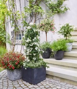 Jasminblütiger Nachtschatten, Stämmchen -Freien Garten Geschäft 8586083 WE MO 001 DipladeniaFuchsie