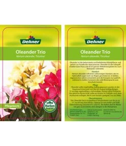 Oleander-Trio -Freien Garten Geschäft 8590291 8596843 NeriumoleanderTrio 01 12 17