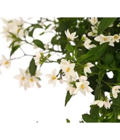 Jasminblütiger Nachtschatten, Stämmchen -Freien Garten Geschäft 8591703 WE DE 001 SolamumJasminoidesStammT20DehnerExpressHerzig