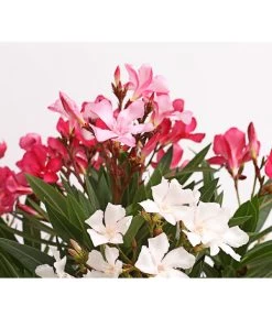 Oleander-Trio -Freien Garten Geschäft 8596843 WE DE 002 OleanderBuschTricolorT19DehnerExpressHerzig