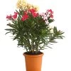 Oleander-Trio -Freien Garten Geschäft 8596843 WE FS 001 OleanderBuschTricolorT19DehnerExpressHerzig