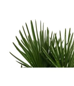 Hanfpalme, Multistamm -Freien Garten Geschäft 8607855 WE DE 001 HanfpalmeTrachycarpusFortuneiT36