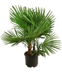 Hanfpalme, Multistamm