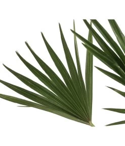 Zwergpalme 'Vulcano' -Freien Garten Geschäft 8607905 WE DE 002 ChamaeropsVulcanoT18