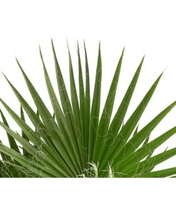 XXL Fächerpalme -Freien Garten Geschäft 8608036 WE DE 004 WashingtoniaRobustaT30MexikanischeFaecherpalme