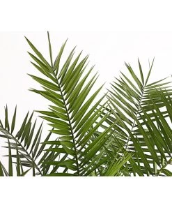 XXL Kanarische Dattelpalme, Ca. 140-160 Cm 11 XXL Kanarische Dattelpalme, Ca. 140-160 Cm -Freien Garten Geschäft 8608721 PR DE 001 PhoenixCanariensisT28DehnerExpressHerzig