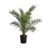 XXL Kanarische Dattelpalme, Ca. 140-160 Cm -Freien Garten Geschäft 8608721 WE FS 002 XXLKanarischeDattelpalmeT28