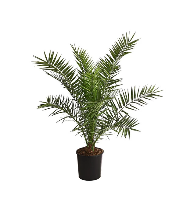 XXL Kanarische Dattelpalme, Ca. 140-160 Cm 3 XXL Kanarische Dattelpalme, Ca. 140-160 Cm