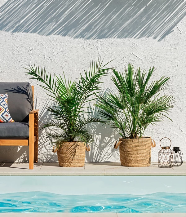 XXL Kanarische Dattelpalme, Ca. 140-160 Cm 4 XXL Kanarische Dattelpalme, Ca. 140-160 Cm – Bild 2