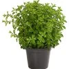 Bio Oregano -Freien Garten Geschäft 8610123 WE FS 001 OriganumVulgareOreganumT14DehnerExpressHerzig