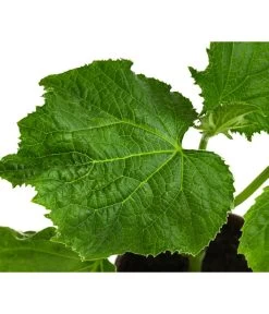 Bio Schlangengurke Im Pottburri®-Topf -Freien Garten Geschäft 8611287 WE DE 001 BioPBSchlangengurke