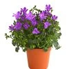 Glockenblume - Campanula Portenschlagiana 'Get Mee®' -Freien Garten Geschäft 8618530 WE FS 001 GlockenblumeCampanulaGetMeeBlauT5DehnerExpressHerzig