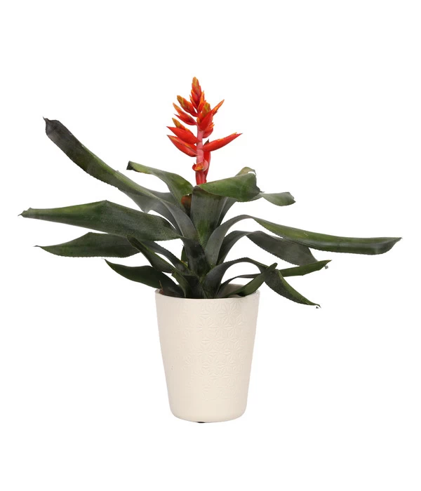 Lanzenrosette - Aechmea Pepita 'Elegant Flames', In Keramik 3 Lanzenrosette - Aechmea Pepita 'Elegant Flames', In Keramik