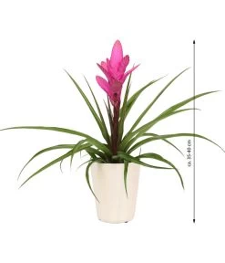 Tillandsie - Tillandsia Cyanea 'Antonio', In Keramik -Freien Garten Geschäft 8628000 WE IG 001 TillandsieInKeramikWeiss