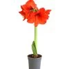Amaryllis - Hippeastrum Hybride, Eintriebig, Rot -Freien Garten Geschäft 8646994 WE FS 001 AmaryllisHippeastrumT12RotEintrieberDehnerExpressHerzigOW