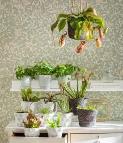 Sumpfkrug - Heliamphora -Freien Garten Geschäft 8654162 WE MO FleischfresserCarnevoire