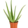 Echte Aloe - Aloe Vera 1 Echte Aloe - Aloe Vera -Freien Garten Geschäft 8670853 PR FS 001 AloeVeraT12DehnerExpressHerzig