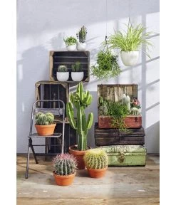 Ferokaktus - Ferocactus Stainesii 9 Ferokaktus - Ferocactus Stainesii -Freien Garten Geschäft 8674533 PR MO 001 KakteenSukkulentenGC12