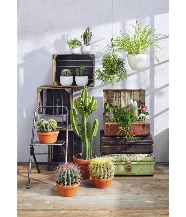 Ferokaktus - Ferocactus Stainesii 6 Ferokaktus - Ferocactus Stainesii – Bild 4