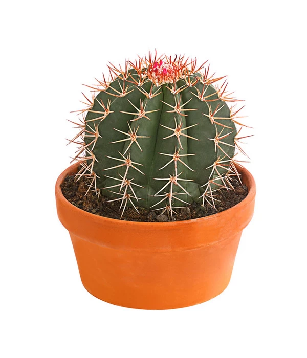 Ferokaktus - Ferocactus Stainesii 3 Ferokaktus - Ferocactus Stainesii