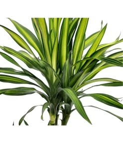 Drachenbaum - Dracaena Fragrans 'Rikki' 11 Drachenbaum - Dracaena Fragrans 'Rikki' -Freien Garten Geschäft 8703340 BildD 001 DrachenbaumRikkiDracDereRikki3T