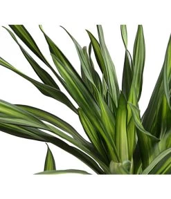 Drachenbaum - Dracaena Fragrans 'Rikki' 10 Drachenbaum - Dracaena Fragrans 'Rikki' -Freien Garten Geschäft 8703340 WE DE 001 DrachenbaumDracaenaDeremensisRikkiT24DehnerExpressHerzig