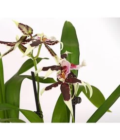 Zahnzungen-Orchidee - Odontoglossum-Hybriden, Verschiedene Sorten -Freien Garten Geschäft 8704694 PR DE 001 Odontoglossum1TrieberT12DehnerHerzig