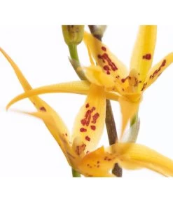 Zahnzungen-Orchidee - Odontoglossum-Hybriden, Verschiedene Sorten -Freien Garten Geschäft 8704694 PR DE 001 OdontoglossumBrassadaMiradaSortenmix1TrieberT11DehnerExpressZS