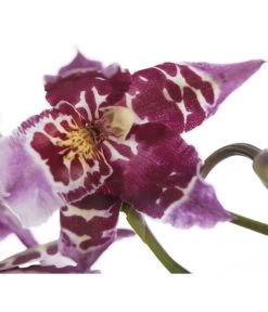 Zahnzungen-Orchidee - Odontoglossum-Hybriden, Verschiedene Sorten -Freien Garten Geschäft 8704694 PR DE 001 OdontoglossumSortenmix1TrieberT11DehnerExpressZS