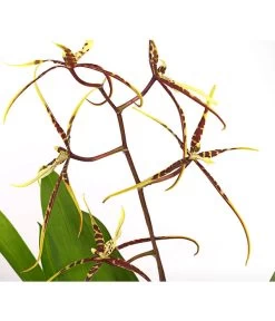 Zahnzungen-Orchidee - Odontoglossum-Hybriden, Verschiedene Sorten -Freien Garten Geschäft 8704694 PR DE 002 Odontoglossum1TrieberT12DehnerHerzig