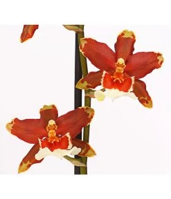 Zahnzungen-Orchidee - Odontoglossum-Hybriden, Verschiedene Sorten -Freien Garten Geschäft 8704694 PR DE 005 Odontoglossum1TrieberT12DehnerHerzig