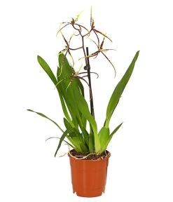 Zahnzungen-Orchidee - Odontoglossum-Hybriden, Verschiedene Sorten -Freien Garten Geschäft 8704694 PR FS 002 Odontoglossum1TrieberT12DehnerHerzig