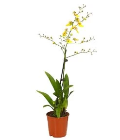 Zahnzungen-Orchidee - Odontoglossum-Hybriden, Verschiedene Sorten -Freien Garten Geschäft 8704694 PR FS 003 Odontoglossum1TrieberT12DehnerHerzig