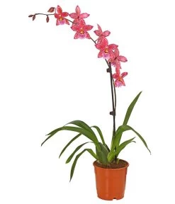 Zahnzungen-Orchidee - Odontoglossum-Hybriden, Verschiedene Sorten -Freien Garten Geschäft 8704694 PR FS 004 Odontoglossum1TrieberT12DehnerHerzig