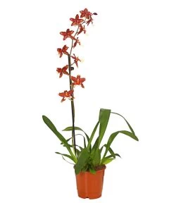 Zahnzungen-Orchidee - Odontoglossum-Hybriden, Verschiedene Sorten -Freien Garten Geschäft 8704694 PR FS 005 Odontoglossum1TrieberT12DehnerHerzig
