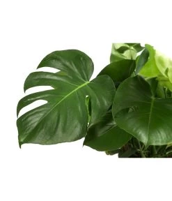 Fensterblatt - Monstera Deliciosa -Freien Garten Geschäft 8710436 WE DE 001 MonsteraDeliciosaBuschT27