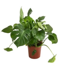 Fensterblatt - Monstera Deliciosa