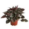 Peperomie - Peperomia Caperata 'Mendoza' -Freien Garten Geschäft 8720005 PR FS 001 PeperomiaMendozaT11DehnerExpressHerzig