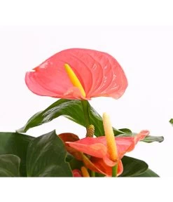 Große Flamingoblume - Anthurium Andreanum 'Adios', Verschiedene Sorten -Freien Garten Geschäft 8736266 WE DE 001 AnthurieAnthuriumAdios5FarbmixT17DehnerExpressHerzig