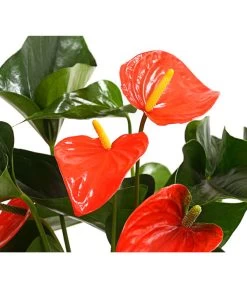 Große Flamingoblume - Anthurium Andreanum 'Adios', Verschiedene Sorten -Freien Garten Geschäft 8736266 WE DE 002 AnthurieAnthuriumAdios5FarbmixT17DehnerExpressHerzig